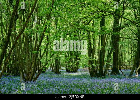 Die Bluebells von Blackbrook Wood Stockfoto