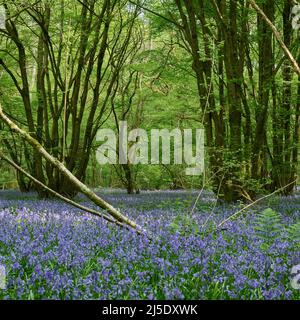 Die Bluebells von Blackbrook Wood Stockfoto