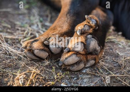 Big Beauceron Hund Pfoten Nahaufnahme Hintergrund Stockfoto