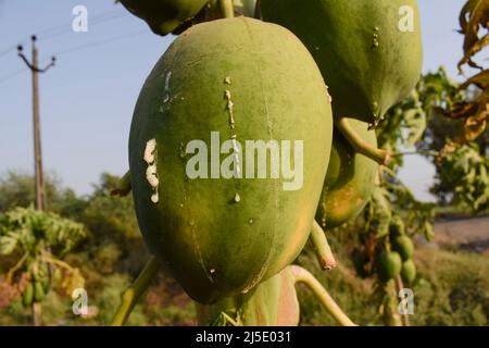 Rohe grüne unreife Papaya-Frucht, die auf einem Baum wächst. Weiße Papaya-Milch, die beim Reifen der Pflanze kochend wird. Stockfoto