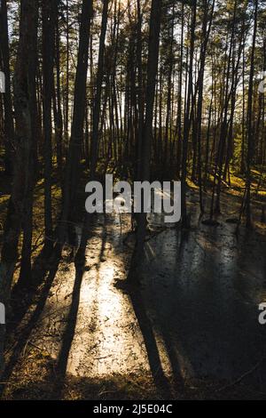 Landschaft eines Waldes in der Sonne des Sonnenuntergangs mit einem gefrorenen Teich in der Mitte, Wald während einer goldenen Stunde, lange Schatten von Bäumen auf gefrorenem Wasser gegossen Stockfoto