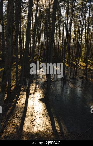 Landschaft eines Waldes in der Sonne des Sonnenuntergangs mit einem gefrorenen Teich in der Mitte, Wald während einer goldenen Stunde, lange Schatten von Bäumen auf gefrorenem Wasser gegossen Stockfoto