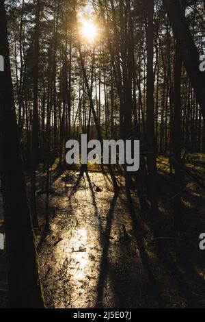 Landschaft eines Waldes in der Sonne des Sonnenuntergangs mit einem gefrorenen Teich in der Mitte, Wald während einer goldenen Stunde, lange Schatten von Bäumen auf gefrorenem Wasser gegossen Stockfoto