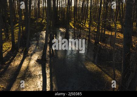 Landschaft eines Waldes in der Sonne des Sonnenuntergangs mit einem gefrorenen Teich in der Mitte, Wald während einer goldenen Stunde, lange Schatten von Bäumen auf gefrorenem Wasser gegossen Stockfoto