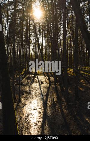 Landschaft eines Waldes in der Sonne des Sonnenuntergangs mit einem gefrorenen Teich in der Mitte, Wald während einer goldenen Stunde, lange Schatten von Bäumen auf gefrorenem Wasser gegossen Stockfoto