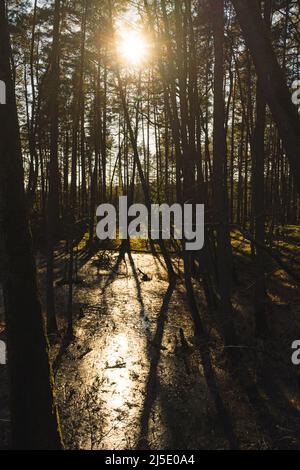 Landschaft eines Waldes in der Sonne des Sonnenuntergangs mit einem gefrorenen Teich in der Mitte, Wald während einer goldenen Stunde, lange Schatten von Bäumen auf gefrorenem Wasser gegossen Stockfoto