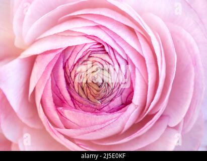 Rosa Rose aus nächster Nähe als Hintergrund Stockfoto