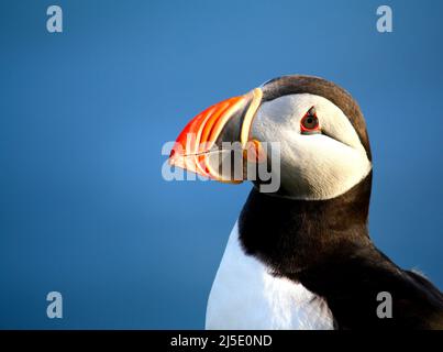 Porträt eines atlantischen Papageitaucher (Fraterkula arctica) vor dem blauen Hintergrund des Atlantiks. Kopieren Sie den Speicherplatz nach links. Stockfoto