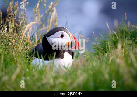 Ein Atlantischer Papageitaucher (Fratercula arctica), der auf den Klippen von Látrabjarg, Island, im Gras sitzt. Verschwommenes Gras im Vordergrund. Stockfoto