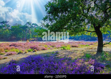 Wunderschöne Heidenlandschaft mit Eichenbaum, leuchtend lila blühenden Heidekraut erica Blumen, morgendliche Sonnenstrahlen - Loonse und Drunense Duinen, Netherlan Stockfoto