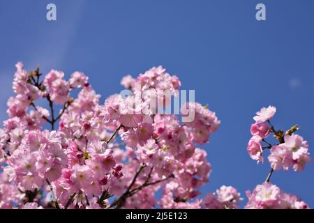 Zweige rosa Kirschblüten, blauer Himmel ohne Wolken, Frühling Stockfoto