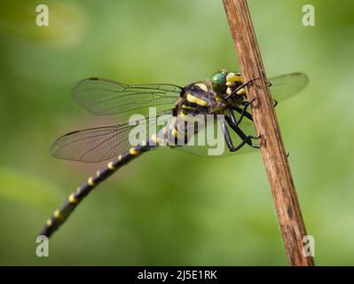 Golden Ringed-Fliege, Cordulegaster boltonii, Ruhepause Holding onto A Reed, Großbritannien Stockfoto