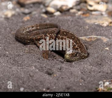 Weibliche Sandeidechse, Lacerta agilis , graben Einen Nestgraben, um Eier in Einem Sandy Path, Großbritannien, zu legen Stockfoto