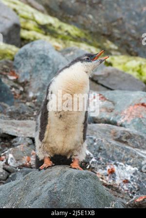 Das Pinguin-Küken von Gentoo steht in der Antarktis auf einem Stein aus der Nähe Stockfoto