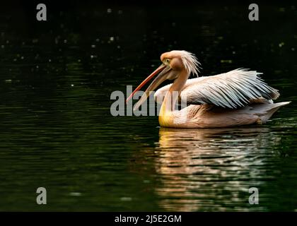 Ein rosa Pelikan lacht im See beim Schwimmen Stockfoto