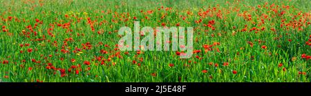 Rote Mohnblumen im grünen Weizenfeld-Panorama, farbenfroher Blumenhintergrund Stockfoto