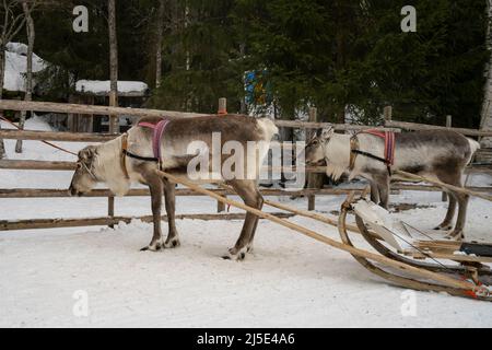 Rovaniemi, Finnland - 18.. März 2022: Ein Paar Rentiere mit bunten Harnisch-Gurten, in einem verschneiten Wald in Lappland an traditionelle Schlitten geschnallt. Stockfoto