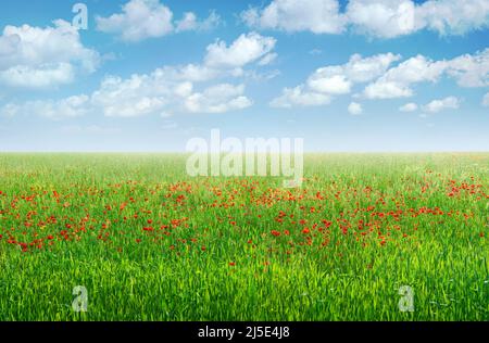 Grünes Feld mit roten Mohnblumen unter blauem Himmel mit Wolken, Frühlingslandschaft Hintergrund Stockfoto