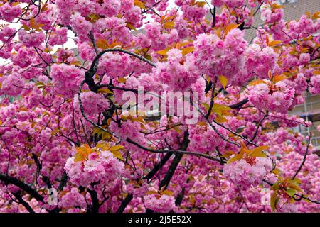 Kirschblüte in Japan Stockfoto