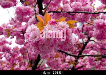 Kirschblüte in Japan Stockfoto