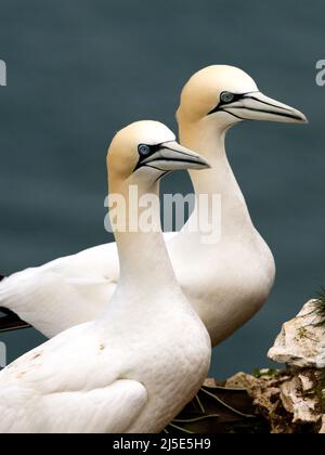 Paar Gannets (Morus bassanus) sitzen auf einem Felsvorsprung. Meereshintergrund. Stockfoto