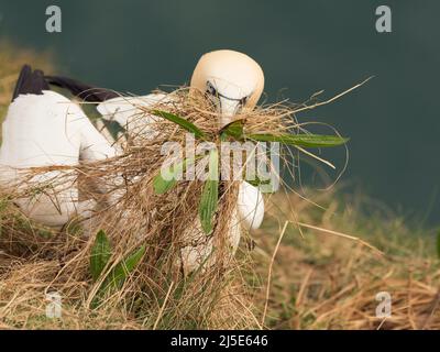 Gannet. Morus bassanus. Sammeln von Nestmaterial auf der Klippe. Stockfoto