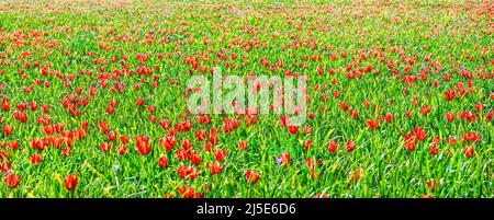 Rote Tulpen Wildblumen Feld im Frühjahr, bunte natürliche Hintergrund Stockfoto
