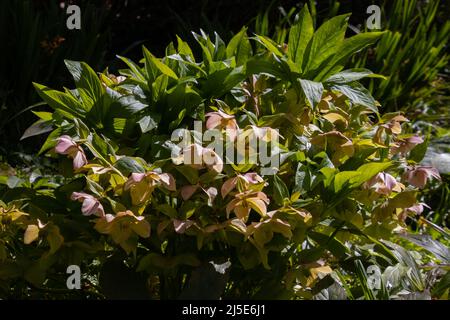 Blütenstrauß der helleborus orientalis, auch fastenrose oder orientalische Nieswurz genannt Stockfoto