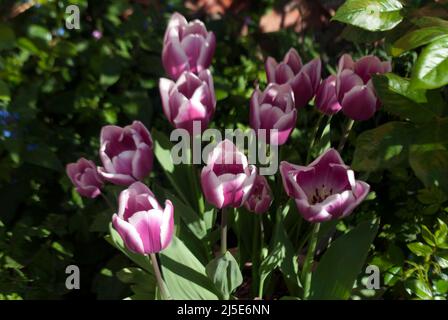 Rosa und weiße, bunte Tulpen an einer alten Backsteinmauer im Garten in Ruskington, Sleaford, England, Großbritannien Stockfoto