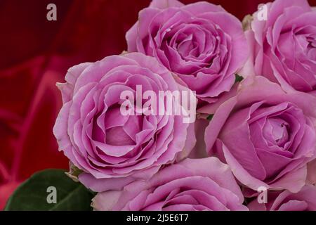 Foto von wunderschönen Rosen im Hintergrund Stockfoto