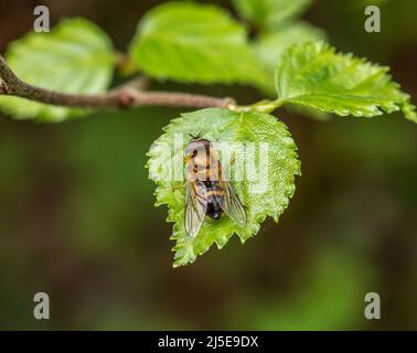 Schwebfliege Epistrophe eligans auf Blatt. Metallisches, glänzendes Insekt. VEREINIGTES KÖNIGREICH. Stockfoto