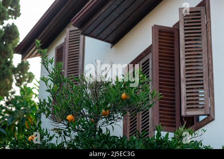 Reife Orangen auf einem Ast vor dem Hintergrund eines verschwommenen Landhauses Stockfoto