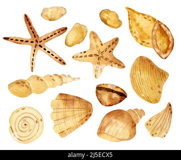 Aquarell-Muscheln-Set. Sammlung von Muscheln, Sternen und Steinen für alle Designs Stockfoto