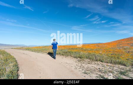 Ein eineinziger Mann, der auf einer unbefestigten Straße, umgeben von kalifornischem Mohn, läuft Stockfoto