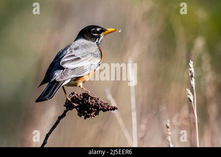 Amerikanischer Rotkehlchen, der Mitte April Sumakbeeren fütterte Stockfoto