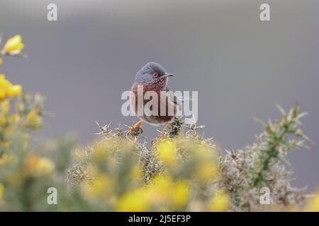 Der Dartford-Waldsänger ist ein typischer Waldsänger aus den wärmeren Teilen Westeuropas und Nordwestafrikas. Stockfoto