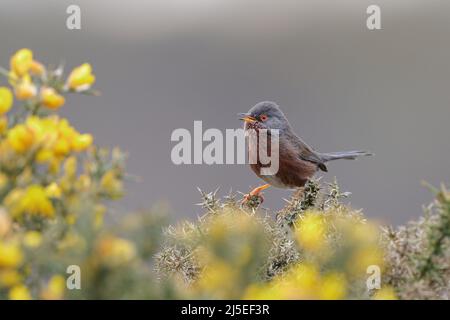 Der Dartford-Waldsänger ist ein typischer Waldsänger aus den wärmeren Teilen Westeuropas und Nordwestafrikas. Stockfoto