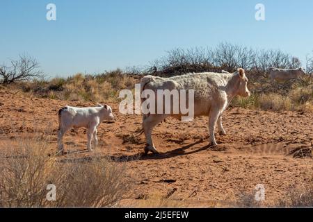 Liebevoll, New Mexico - Eine Kuh und ihr Kalb auf einer Ranch in der Wüste von New Mexico. Stockfoto