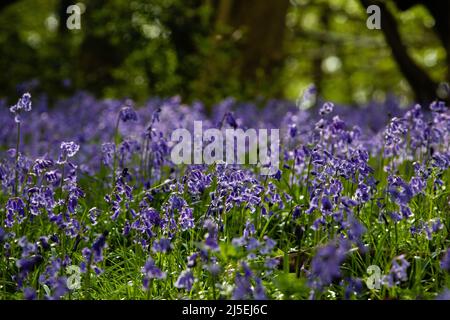 Sulham, Großbritannien. 22.. April 2022. Englische Bluebells werden in der frühen Morgensonne in Sulham Woods abgebildet. Das Vereinigte Königreich beherbergt mehr als die Hälfte der Weltbevölkerung an Bluebells, aufgeteilt auf die englische oder britische Bluebell (Hyacinthoides non-scripta), die in Sulham Woods gefunden wurde, das unter dem Wildlife and Countryside Act von 1981 geschützt ist, und die sich schnell ausbreitende spanische Bluebell (Hyacinthoides hispanica). Kredit: Mark Kerrison/Alamy Live Nachrichten Stockfoto