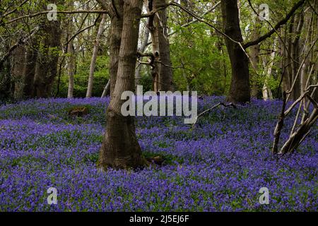 Sulham, Großbritannien. 22.. April 2022. Englische Bluebells sind in Sulham Woods abgebildet. Das Vereinigte Königreich beherbergt mehr als die Hälfte der Weltbevölkerung an Bluebells, aufgeteilt auf die englische oder britische Bluebell (Hyacinthoides non-scripta), die in Sulham Woods gefunden wurde, das unter dem Wildlife and Countryside Act von 1981 geschützt ist, und die sich schnell ausbreitende spanische Bluebell (Hyacinthoides hispanica). Kredit: Mark Kerrison/Alamy Live Nachrichten Stockfoto