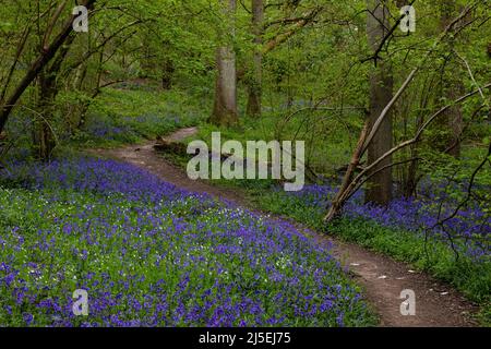 Sulham, Großbritannien. 22.. April 2022. Englische Bluebells sind in Sulham Woods abgebildet. Das Vereinigte Königreich beherbergt mehr als die Hälfte der Weltbevölkerung an Bluebells, aufgeteilt auf die englische oder britische Bluebell (Hyacinthoides non-scripta), die in Sulham Woods gefunden wurde, das unter dem Wildlife and Countryside Act von 1981 geschützt ist, und die sich schnell ausbreitende spanische Bluebell (Hyacinthoides hispanica). Kredit: Mark Kerrison/Alamy Live Nachrichten Stockfoto