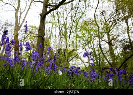 Sulham, Großbritannien. 22.. April 2022. Englische Bluebells sind in Sulham Woods abgebildet. Das Vereinigte Königreich beherbergt mehr als die Hälfte der Weltbevölkerung an Bluebells, aufgeteilt auf die englische oder britische Bluebell (Hyacinthoides non-scripta), die in Sulham Woods gefunden wurde, das unter dem Wildlife and Countryside Act von 1981 geschützt ist, und die sich schnell ausbreitende spanische Bluebell (Hyacinthoides hispanica). Kredit: Mark Kerrison/Alamy Live Nachrichten Stockfoto