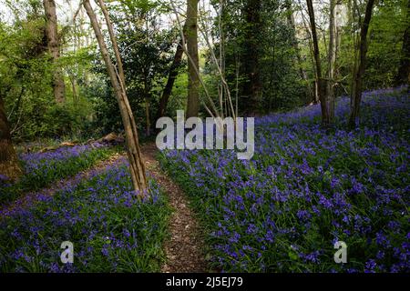 Sulham, Großbritannien. 22.. April 2022. Englische Bluebells sind in Sulham Woods abgebildet. Das Vereinigte Königreich beherbergt mehr als die Hälfte der Weltbevölkerung an Bluebells, aufgeteilt auf die englische oder britische Bluebell (Hyacinthoides non-scripta), die in Sulham Woods gefunden wurde, das unter dem Wildlife and Countryside Act von 1981 geschützt ist, und die sich schnell ausbreitende spanische Bluebell (Hyacinthoides hispanica). Kredit: Mark Kerrison/Alamy Live Nachrichten Stockfoto