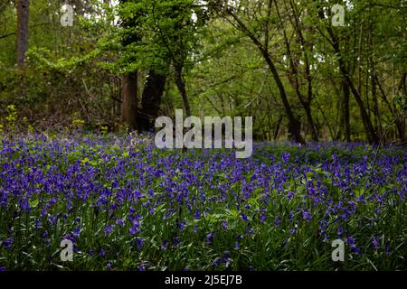 Sulham, Großbritannien. 22.. April 2022. Englische Bluebells sind in Sulham Woods abgebildet. Das Vereinigte Königreich beherbergt mehr als die Hälfte der Weltbevölkerung an Bluebells, aufgeteilt auf die englische oder britische Bluebell (Hyacinthoides non-scripta), die in Sulham Woods gefunden wurde, das unter dem Wildlife and Countryside Act von 1981 geschützt ist, und die sich schnell ausbreitende spanische Bluebell (Hyacinthoides hispanica). Kredit: Mark Kerrison/Alamy Live Nachrichten Stockfoto