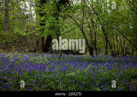 Sulham, Großbritannien. 22.. April 2022. Englische Bluebells sind in Sulham Woods abgebildet. Das Vereinigte Königreich beherbergt mehr als die Hälfte der Weltbevölkerung an Bluebells, aufgeteilt auf die englische oder britische Bluebell (Hyacinthoides non-scripta), die in Sulham Woods gefunden wurde, das unter dem Wildlife and Countryside Act von 1981 geschützt ist, und die sich schnell ausbreitende spanische Bluebell (Hyacinthoides hispanica). Kredit: Mark Kerrison/Alamy Live Nachrichten Stockfoto