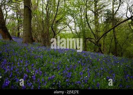 Sulham, Großbritannien. 22.. April 2022. Englische Bluebells sind in Sulham Woods abgebildet. Das Vereinigte Königreich beherbergt mehr als die Hälfte der Weltbevölkerung an Bluebells, aufgeteilt auf die englische oder britische Bluebell (Hyacinthoides non-scripta), die in Sulham Woods gefunden wurde, das unter dem Wildlife and Countryside Act von 1981 geschützt ist, und die sich schnell ausbreitende spanische Bluebell (Hyacinthoides hispanica). Kredit: Mark Kerrison/Alamy Live Nachrichten Stockfoto