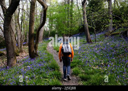 Sulham, Großbritannien. 22.. April 2022. Englische Bluebells blühen in Sulham Woods. Das Vereinigte Königreich beherbergt mehr als die Hälfte der Weltbevölkerung an Bluebells, aufgeteilt auf die englische oder britische Bluebell (Hyacinthoides non-scripta), die in Sulham Woods gefunden wurde, das unter dem Wildlife and Countryside Act von 1981 geschützt ist, und die sich schnell ausbreitende spanische Bluebell (Hyacinthoides hispanica). Kredit: Mark Kerrison/Alamy Live Nachrichten Stockfoto