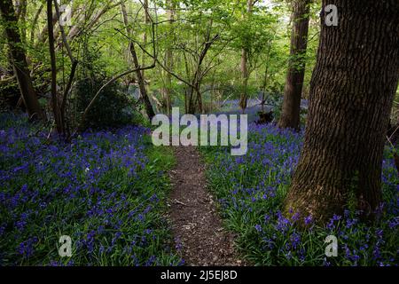 Sulham, Großbritannien. 22.. April 2022. Englische Bluebells sind in Sulham Woods abgebildet. Das Vereinigte Königreich beherbergt mehr als die Hälfte der Weltbevölkerung an Bluebells, aufgeteilt auf die englische oder britische Bluebell (Hyacinthoides non-scripta), die in Sulham Woods gefunden wurde, das unter dem Wildlife and Countryside Act von 1981 geschützt ist, und die sich schnell ausbreitende spanische Bluebell (Hyacinthoides hispanica). Kredit: Mark Kerrison/Alamy Live Nachrichten Stockfoto