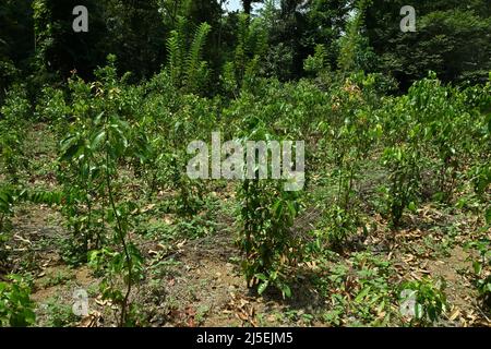 Eine Sri-lankische Zimtplantage mit wachsenden jungen Zimtpflanzen Stockfoto