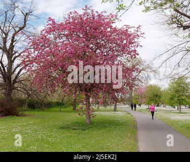 London, Greater London, England, April 13 2022: Kirschblüte im Regents Park mit einem Läufer mit einem ähnlich farbigen rosafarbenen Oberteil. Stockfoto